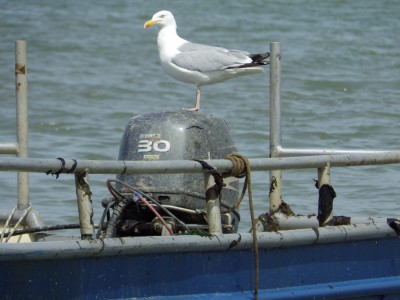Seagull passenger